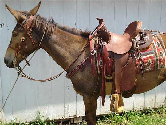 used mule saddle