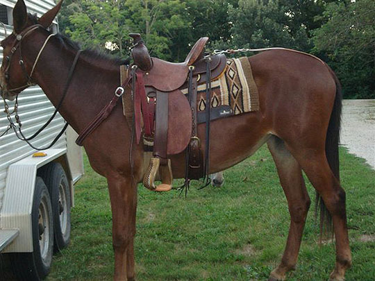 mule saddles for sale