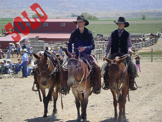 Sold-Mules-at-Jakes-2010