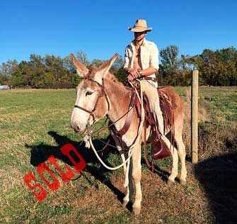 Dorito – 5 year old mare (molly) mule